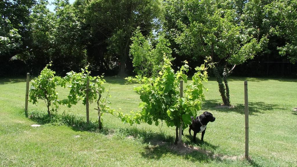 Mas De Bouvet En Camargue Bed and Breakfast Albaron Buitenkant foto